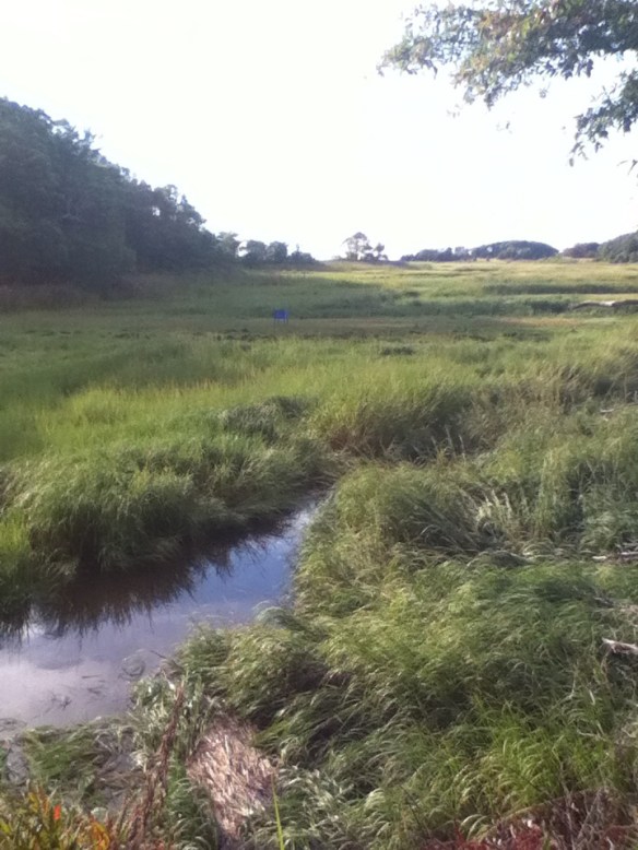 Unfortunately, it isn't visible in this photo, but I discovered during the last 30 miles of my 102.5-mile  ride this Wednesday that from a few places along the Rail Trail, one can see all the way to the bay. In this image, I could catch a small triangle of blue salt water right next to the tree silhouette near the top center.